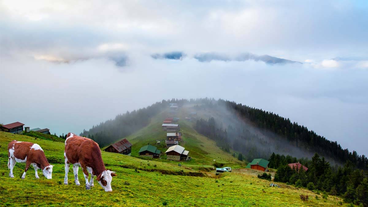 Pokut Sal Yaylası Turu
