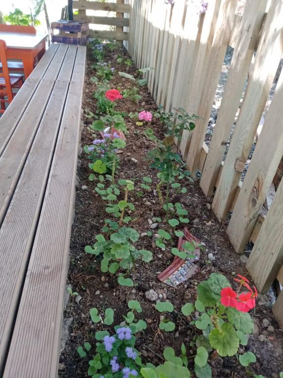 Zeytin Suit Bozcaada